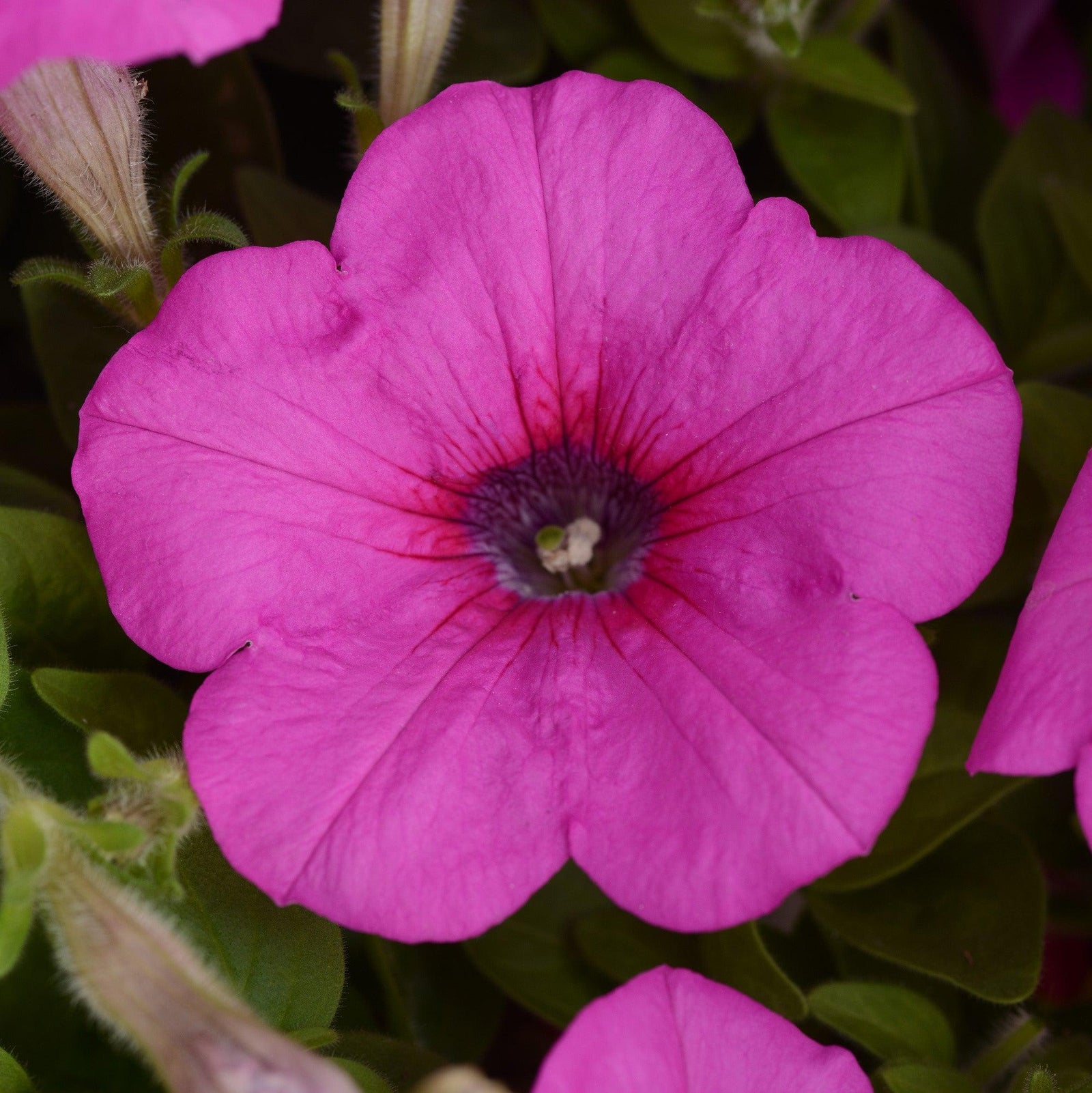 Petunia x 'PAS760700' ~ Easy Wave® Neon Rose Spreading Petunia-ServeScape