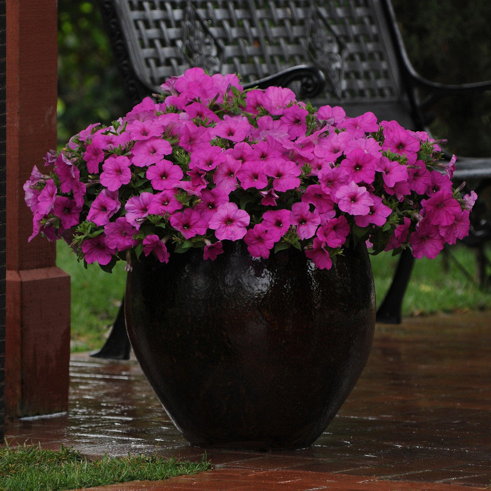Petunia x 'PAS760700' ~ Easy Wave® Neon Rose Spreading Petunia-ServeScape