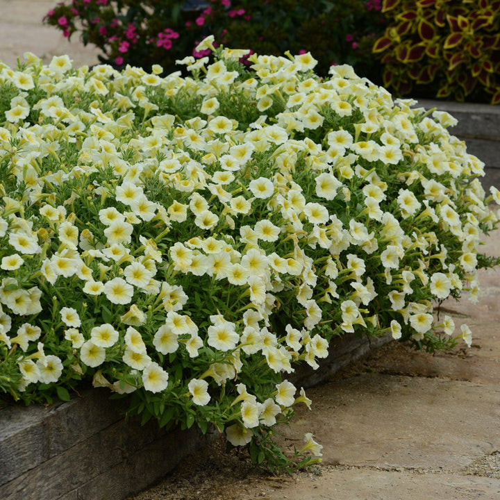 Petunia x 'PAS100347' ~ Easy Wave® Yellow Spreading Petunia-ServeScape