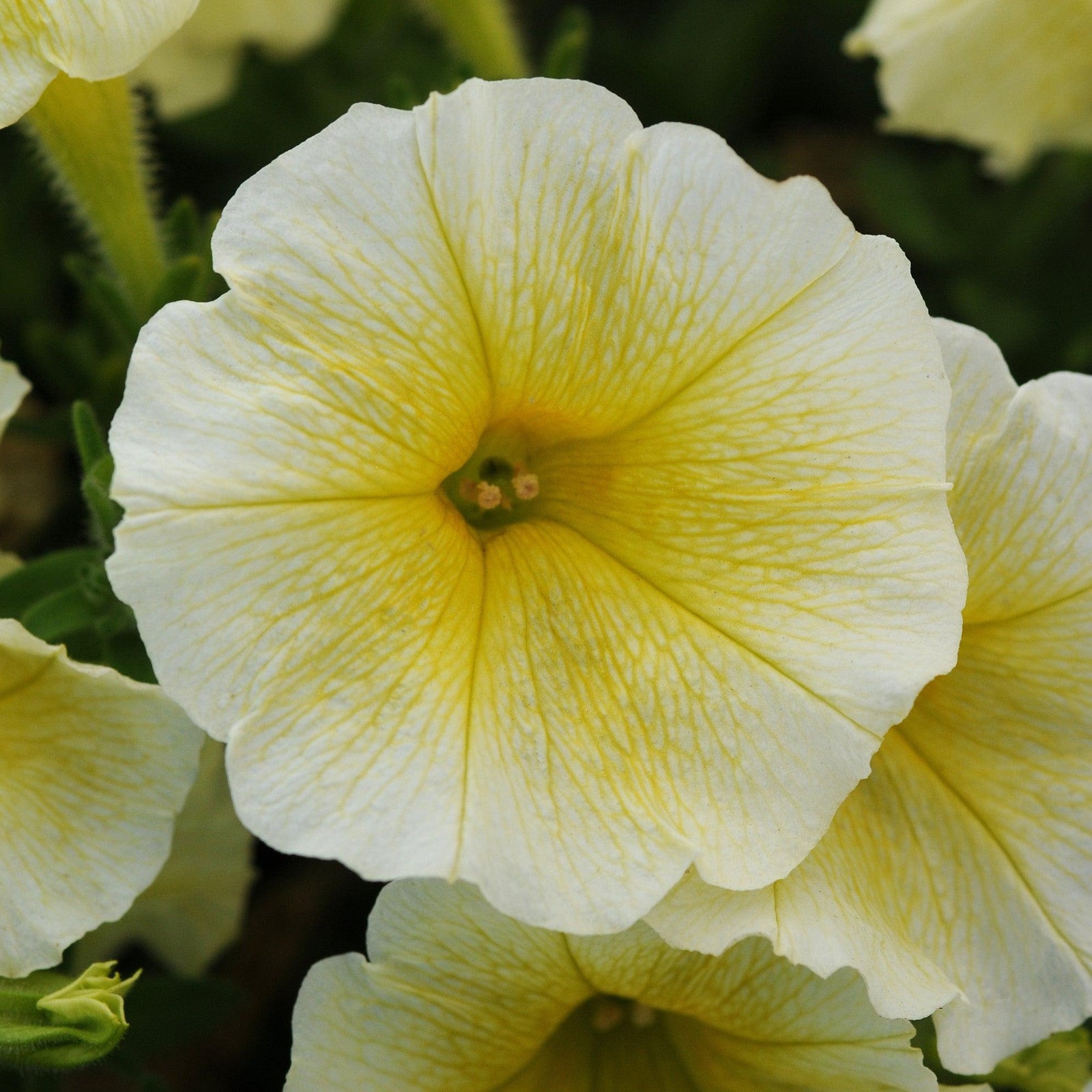 Petunia x 'PAS100347' ~ Easy Wave® Yellow Spreading Petunia-ServeScape