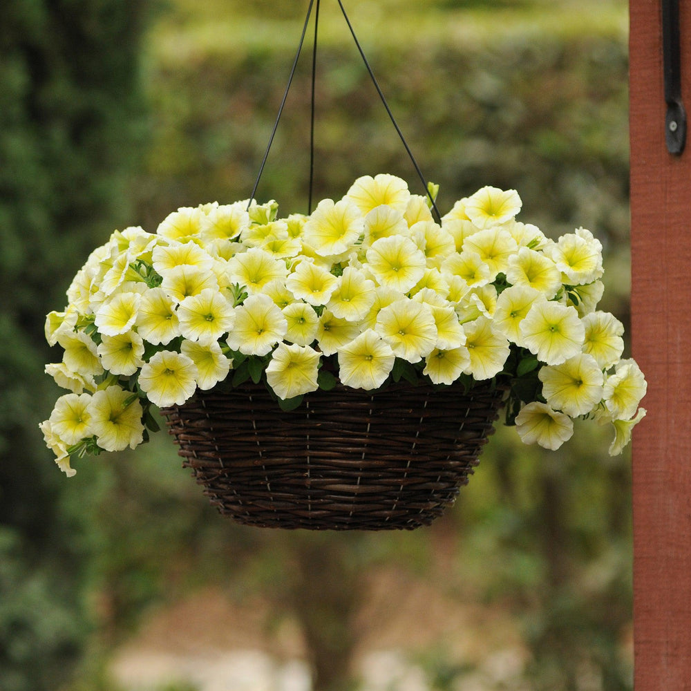 Petunia x 'PAS100347' ~ Easy Wave® Yellow Spreading Petunia-ServeScape