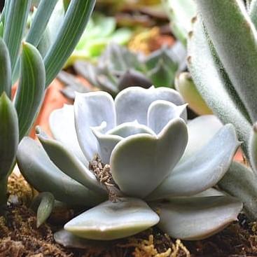 Echeveria 'Asante Sana' ~ Fairy Wash Echeveria-ServeScape