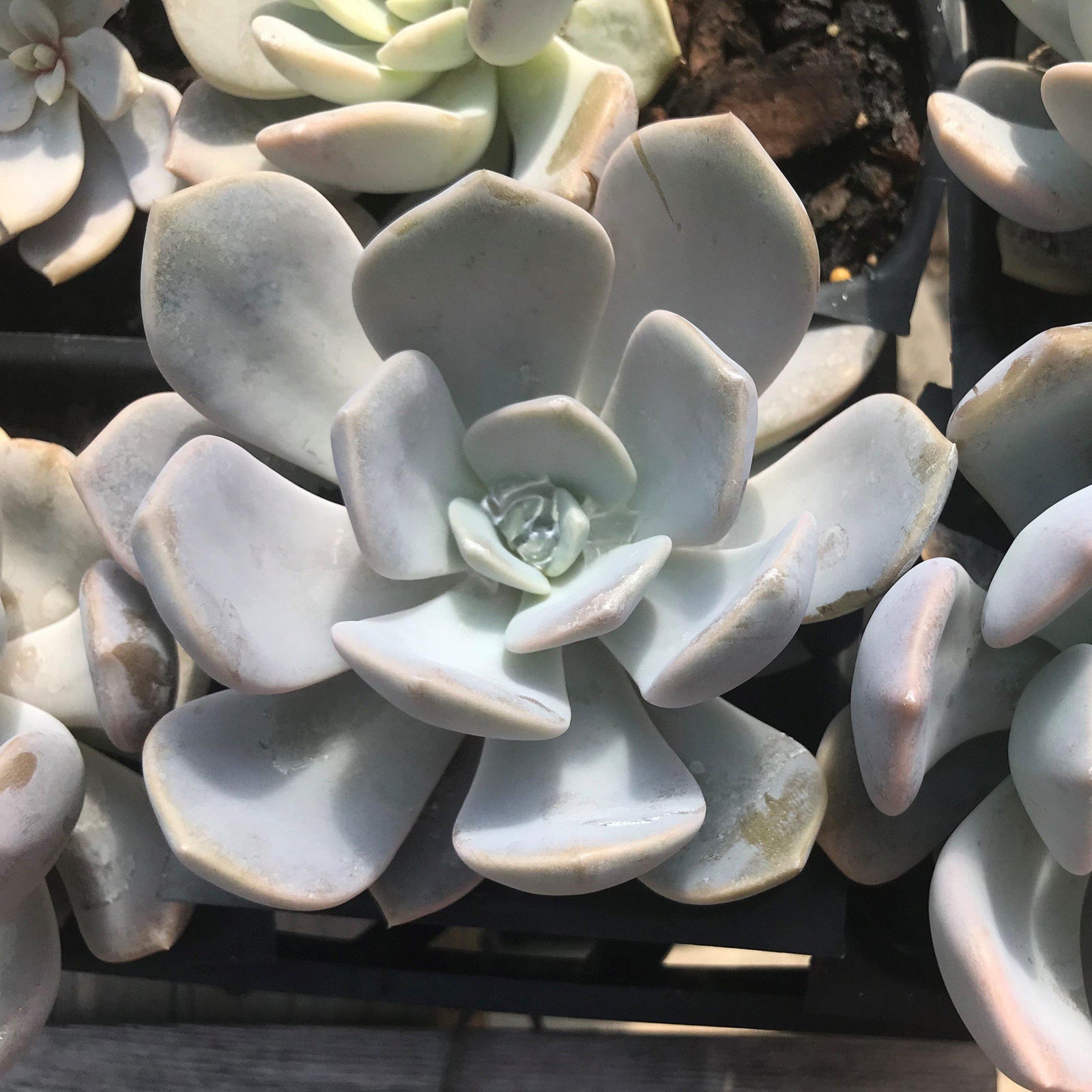 Echeveria 'Asante Sana' ~ Fairy Wash Echeveria - Delivered By ServeScape