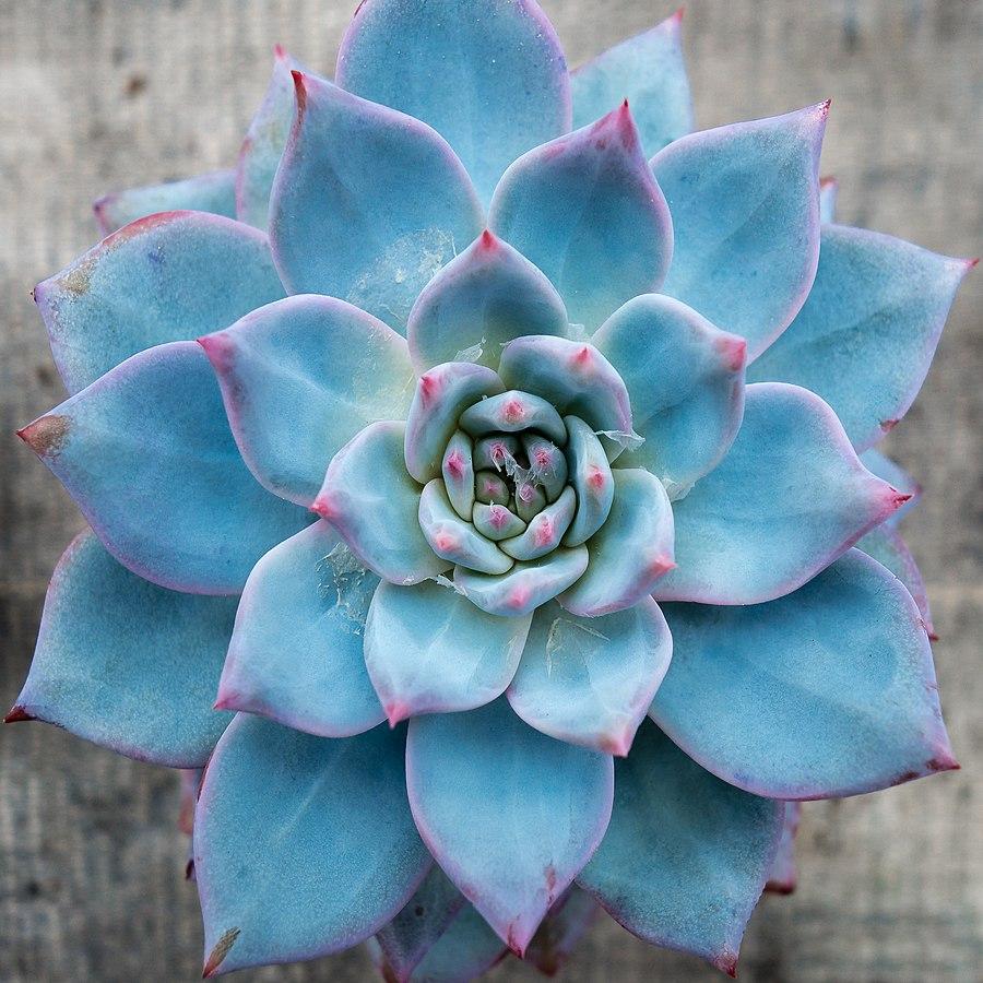 Echeveria 'Blue Bird' ~ Blue Bird Echeveria, Mexican Hens and Chicks-ServeScape