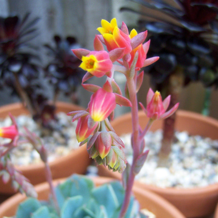 Echeveria 'Blue Bird' ~ Blue Bird Echeveria, Mexican Hens and Chicks-ServeScape