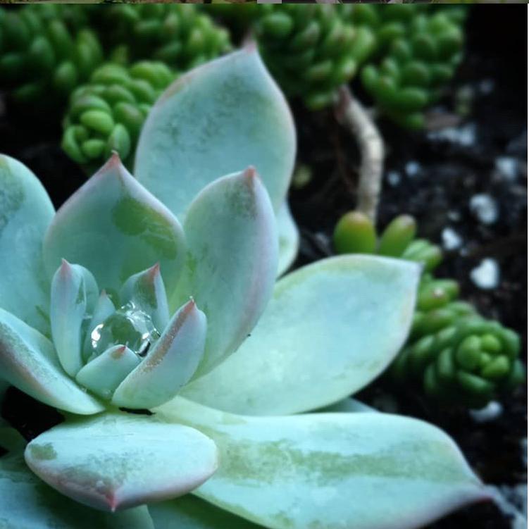 Echeveria 'Blue Bird' ~ Blue Bird Echeveria, Mexican Hens and Chicks - Delivered By ServeScape