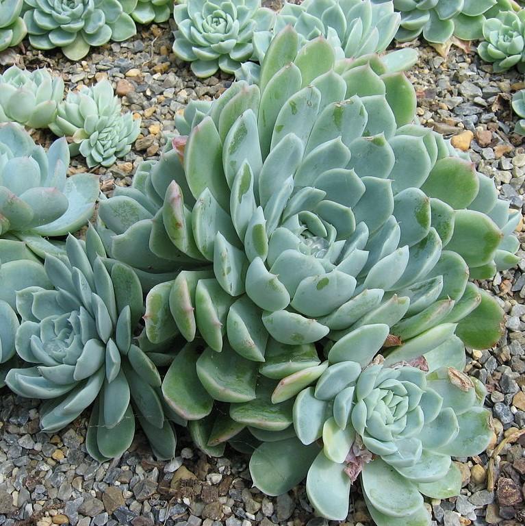 Echeveria Elegans ~ Mexican Snowball-ServeScape