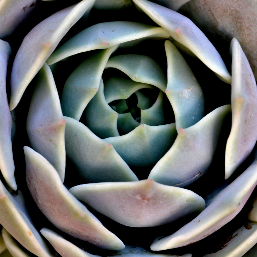 Echeveria 'Violet Queen' ~ Violet Queen Echeveria-ServeScape