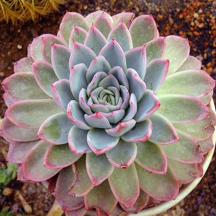 Echeveria 'Violet Queen' ~ Violet Queen Echeveria-ServeScape