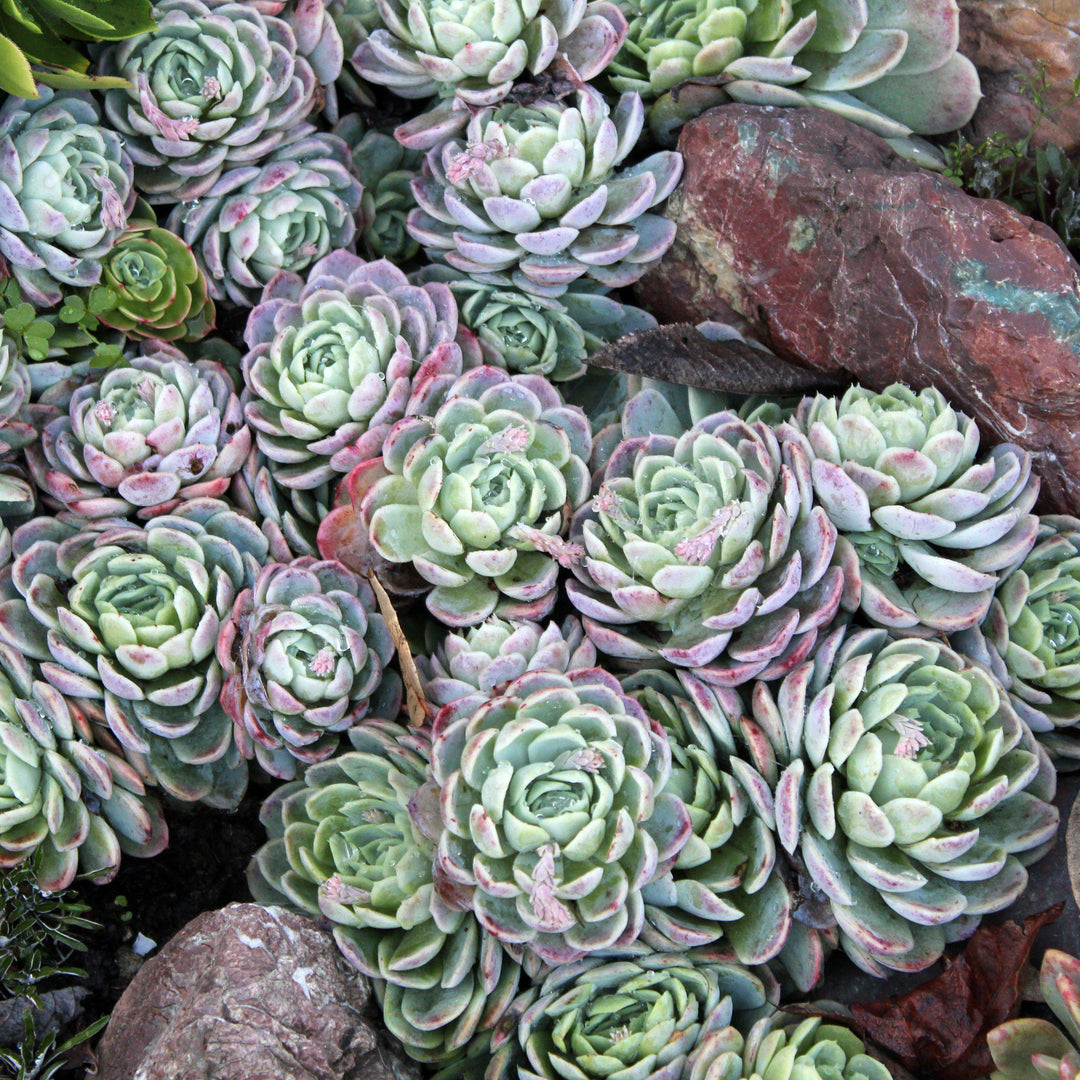 Echeveria 'Violet Queen' ~ Violet Queen Echeveria-ServeScape