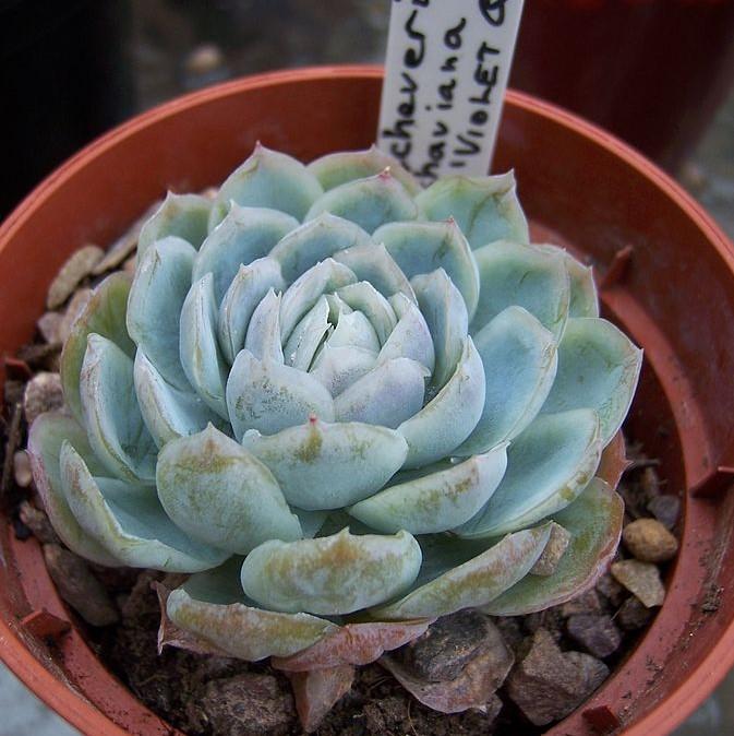Echeveria 'Violet Queen' ~ Violet Queen Echeveria-ServeScape