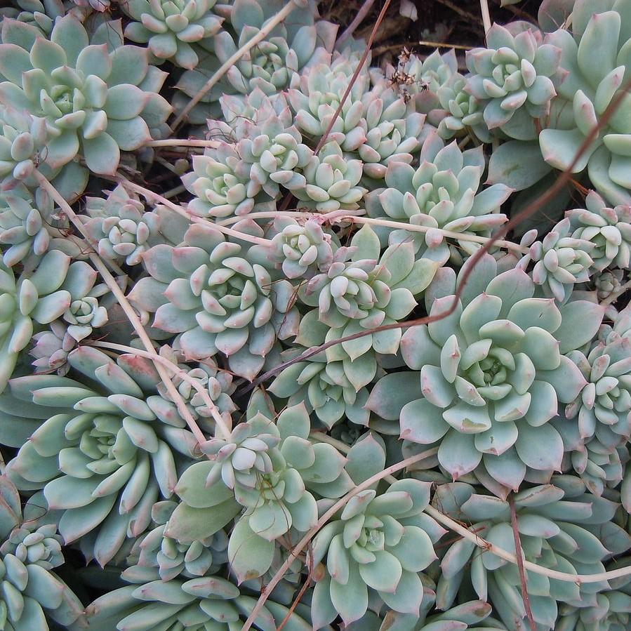 Echeveria prolifica ~ Prolific Echeveria-ServeScape