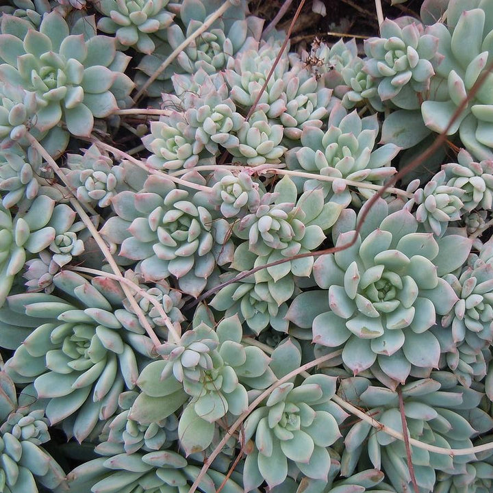 Echeveria prolifica ~ Prolific Echeveria-ServeScape