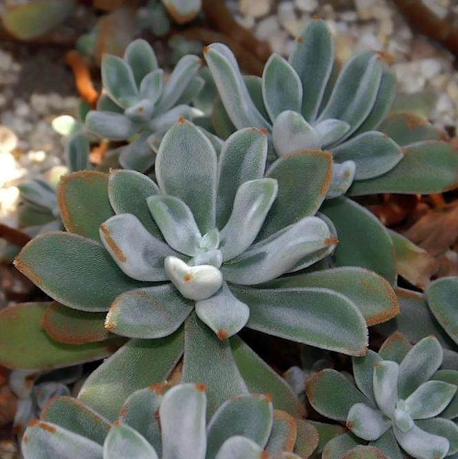 Echeveria prolifica ~ Prolific Echeveria-ServeScape