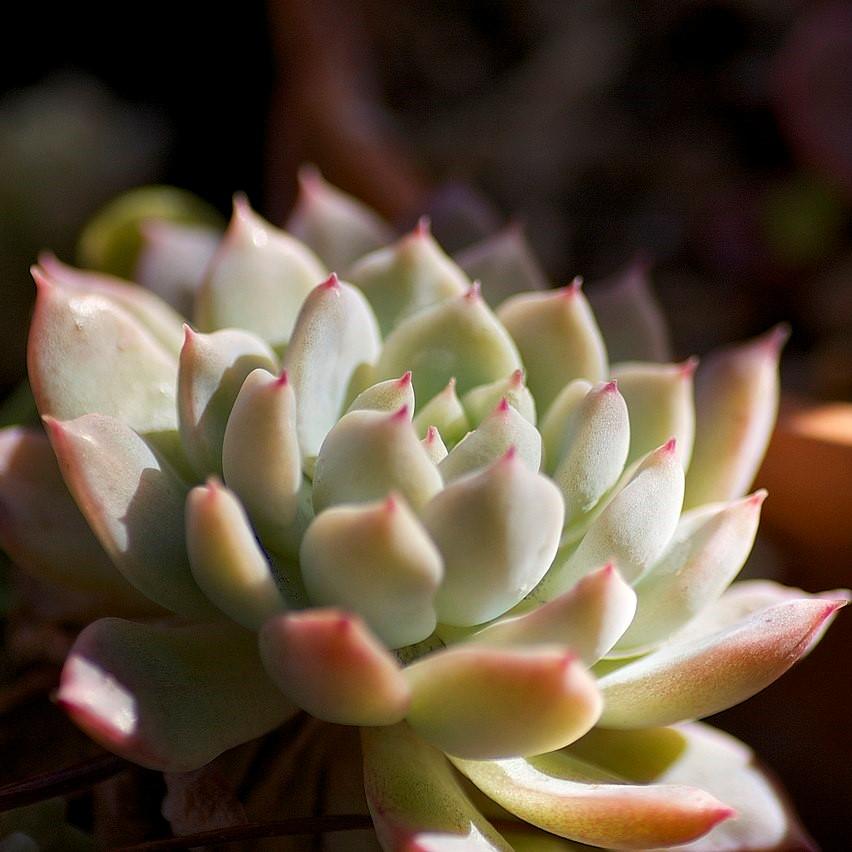 Echeveria prolifica ~ Prolific Echeveria-ServeScape
