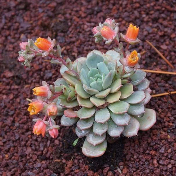 Echeveria prolifica ~ Prolific Echeveria-ServeScape