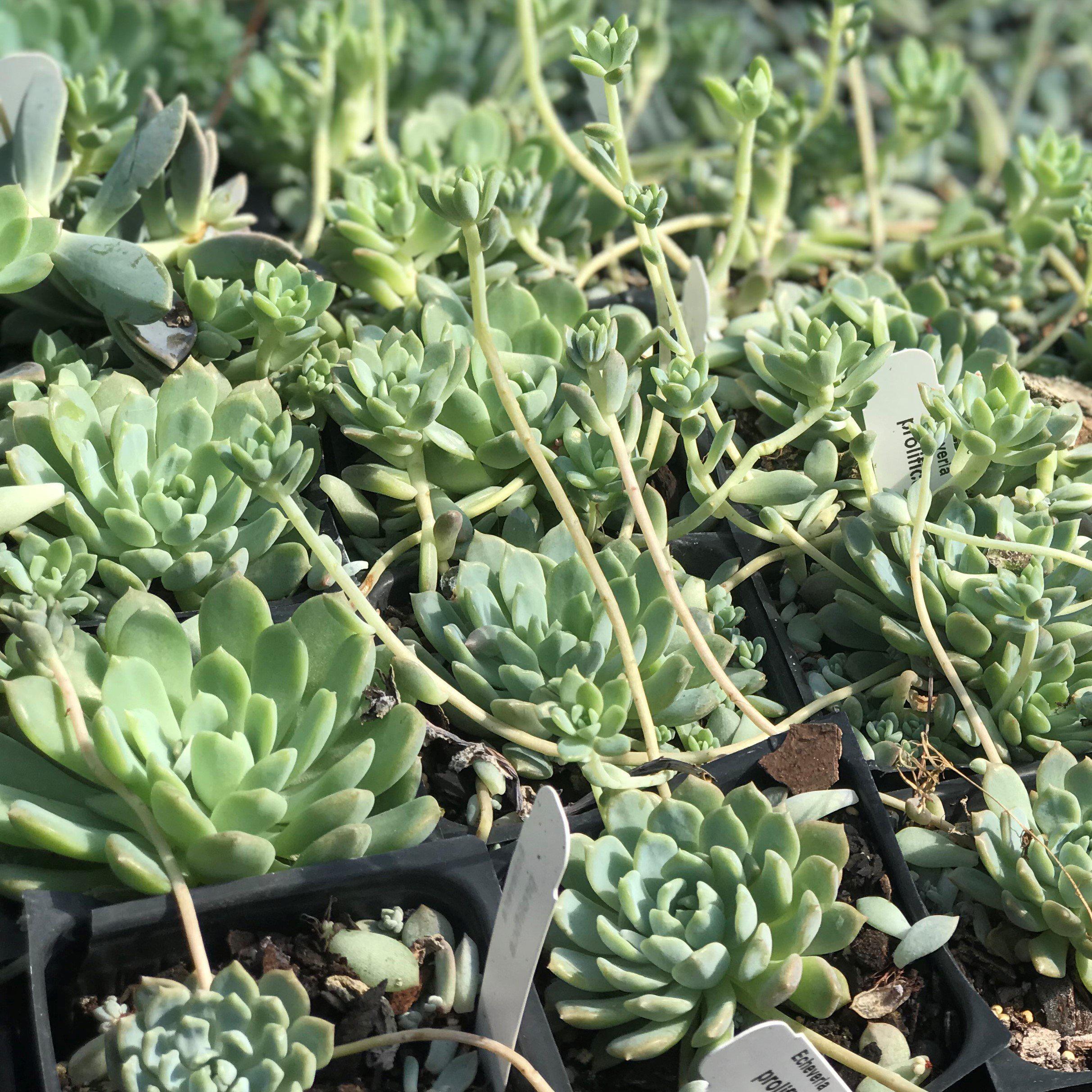 prolific succulents Prolific Echeveria