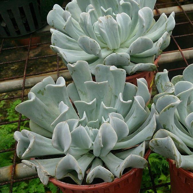 Echeveria runyonii 'Topsy Turvy' ~ Silver Spoons Echeveria