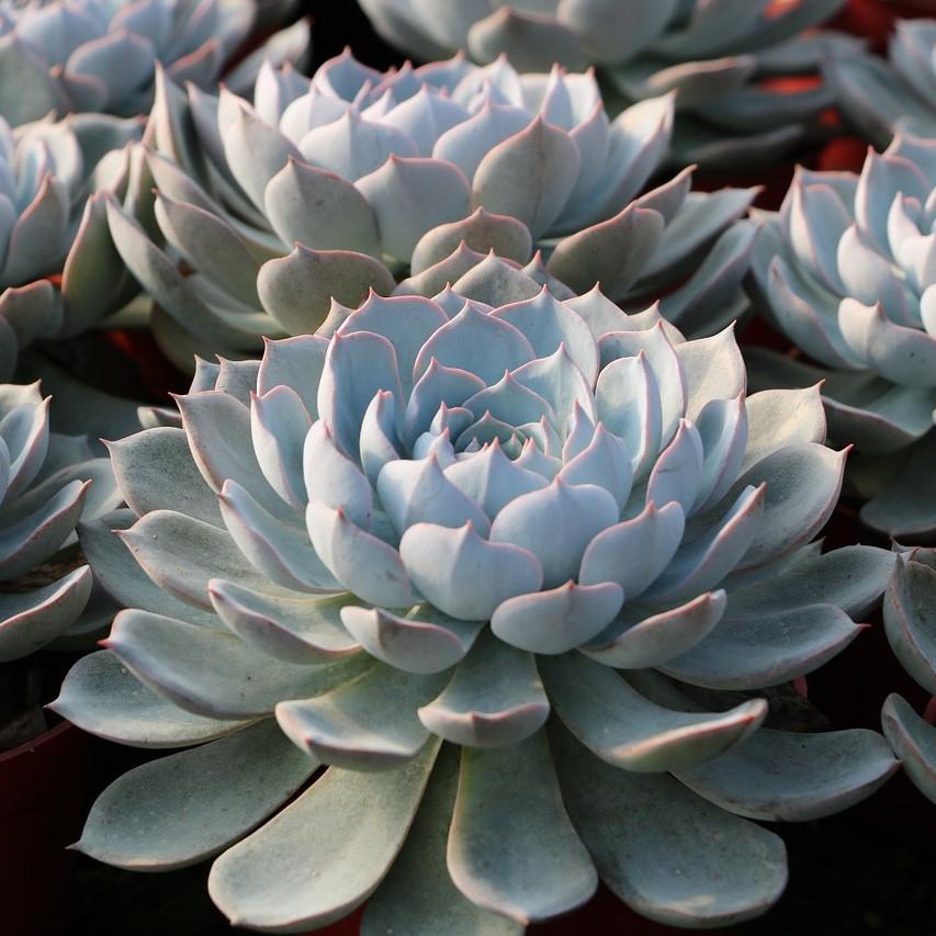 Echeveria sp ~ Echeveria, Assorted-ServeScape