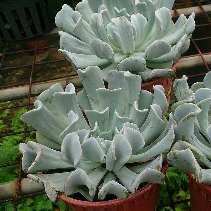 Echeveria sp ~ Echeveria, Assorted-ServeScape