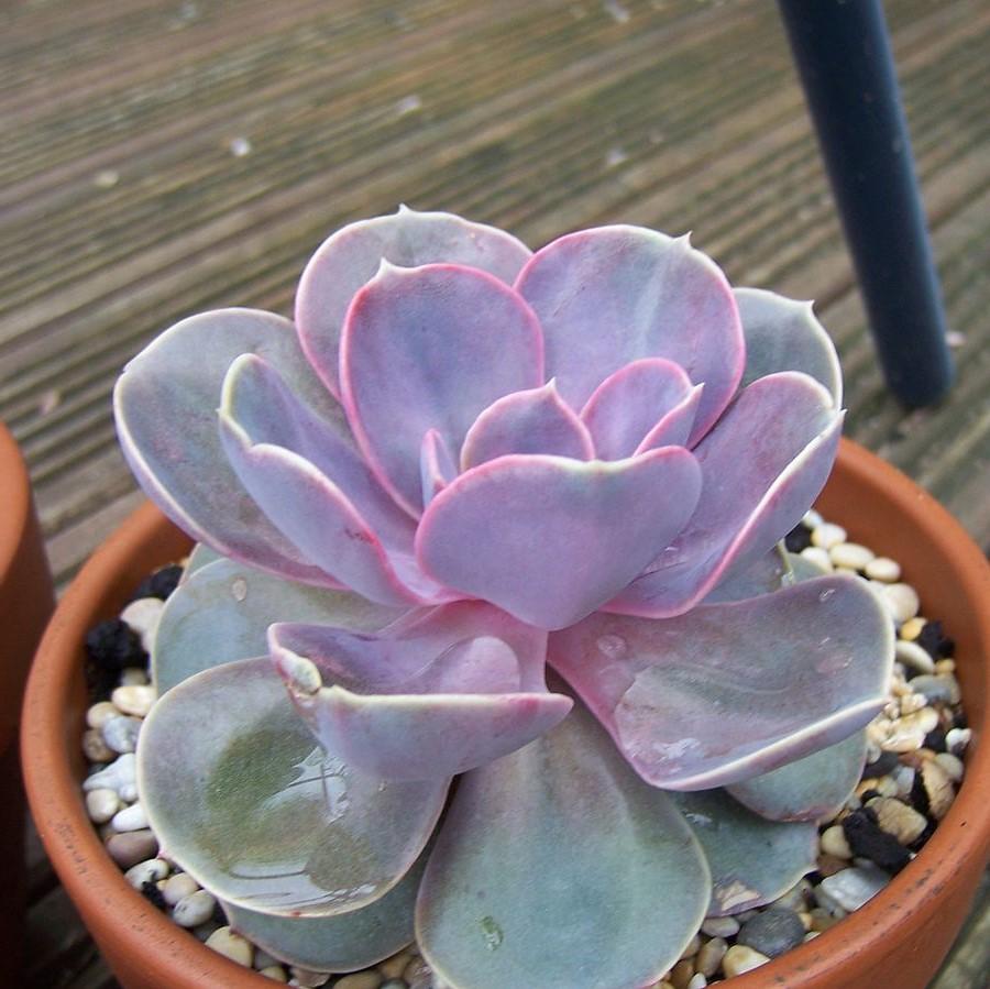 Echeveria sp ~ Echeveria, Assorted-ServeScape