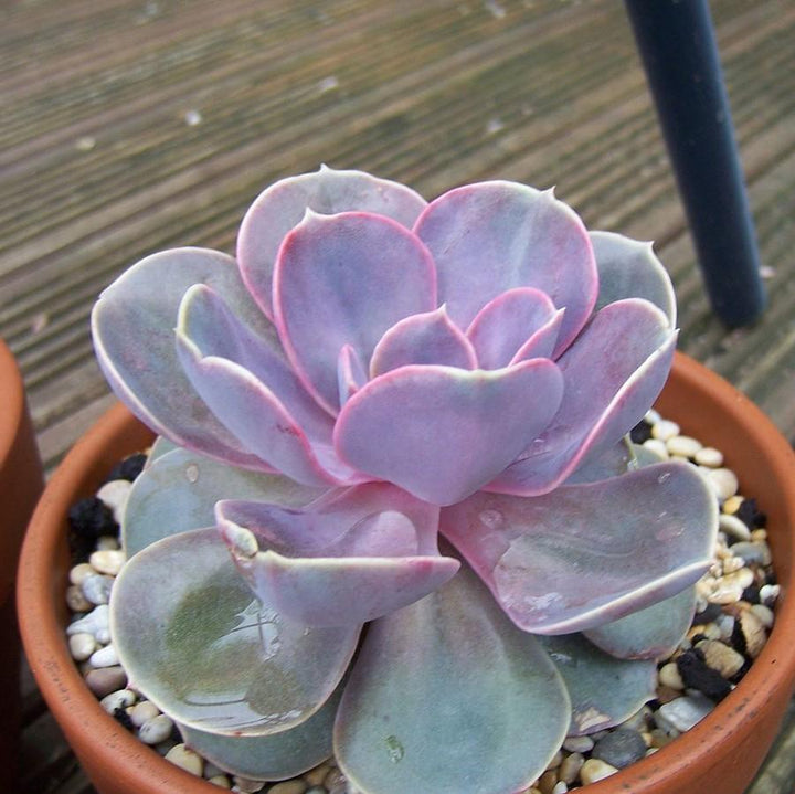 Echeveria sp ~ Echeveria, Assorted-ServeScape
