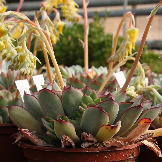 Echeveria sp ~ Echeveria, Assorted-ServeScape