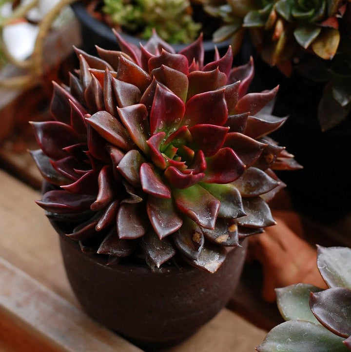 Echeveria sp ~ Echeveria, Assorted-ServeScape