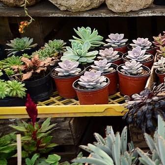 Echeveria sp ~ Echeveria, Assorted-ServeScape