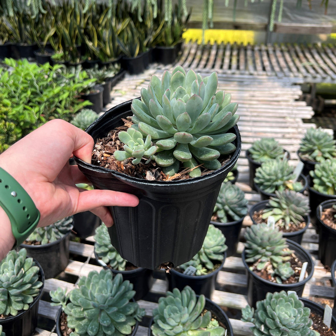 Echeveria 'Morning Dew' ~ Morning Dew Echeveria-ServeScape