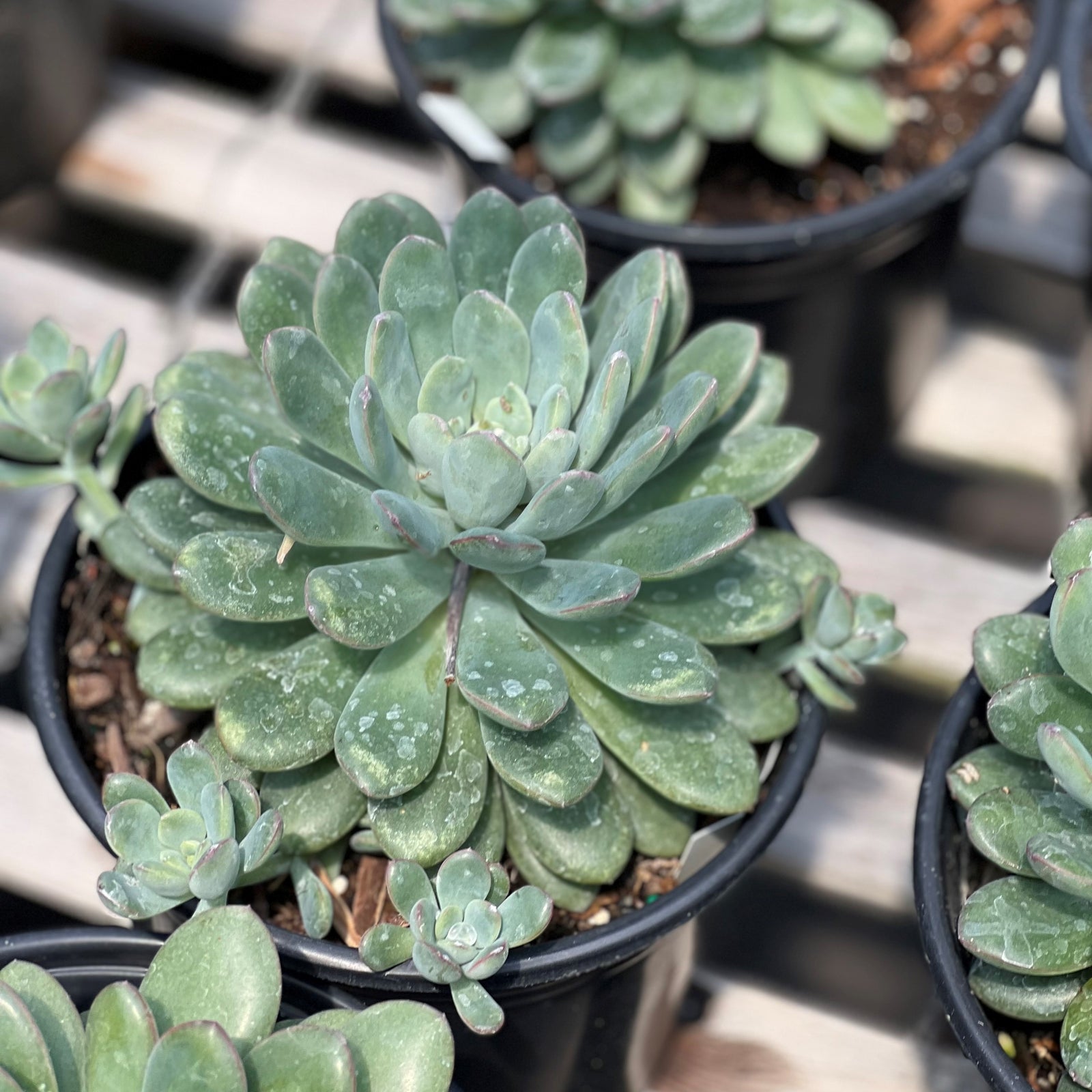 Echeveria 'Morning Dew' ~ Morning Dew Echeveria-ServeScape