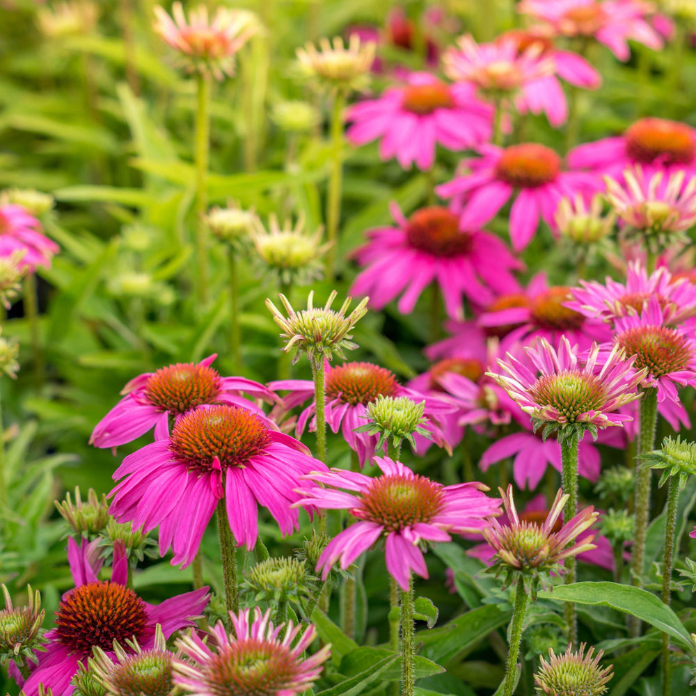 Echinacea 'Adam Saul' PP21023 ~ Crazy Pink™ Echinacea-ServeScape