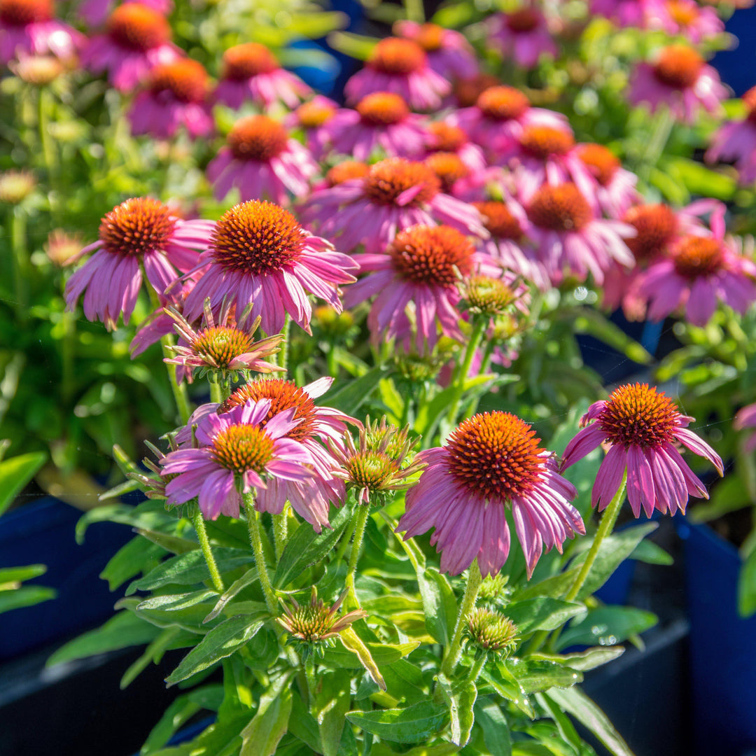 Echinacea 'Adam Saul' PP21023 ~ Crazy Pink™ Echinacea-ServeScape