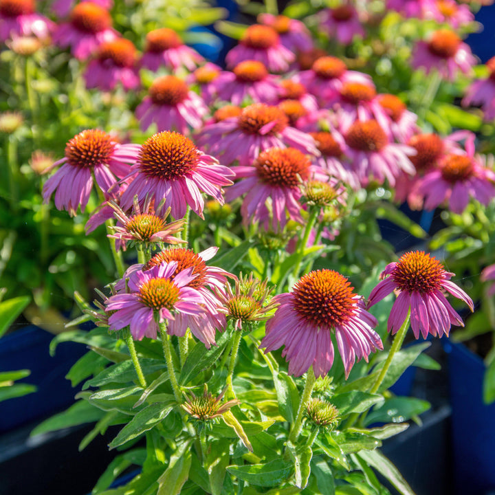 Echinacea 'Adam Saul' PP21023 ~ Crazy Pink™ Echinacea-ServeScape