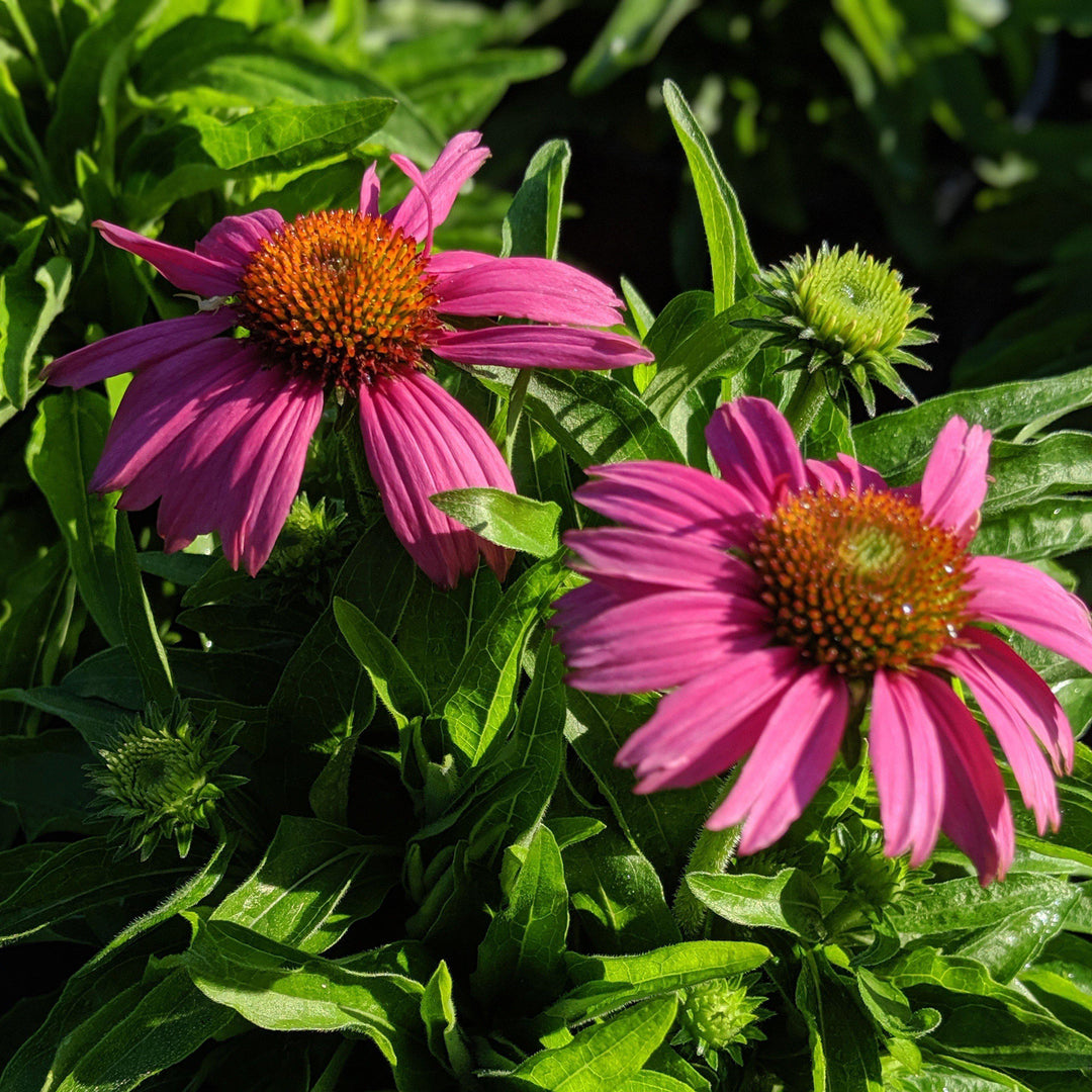 Echinacea 'Adam Saul' PP21023 ~ Crazy Pink™ Echinacea-ServeScape