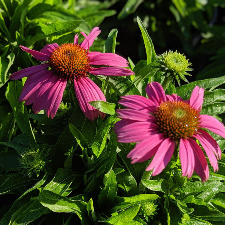 Echinacea 'Adam Saul' PP21023 ~ Crazy Pink™ Echinacea-ServeScape