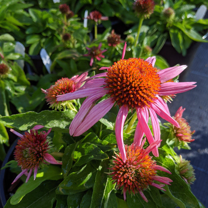 Echinacea 'Adam Saul' PP21023 ~ Crazy Pink™ Echinacea-ServeScape