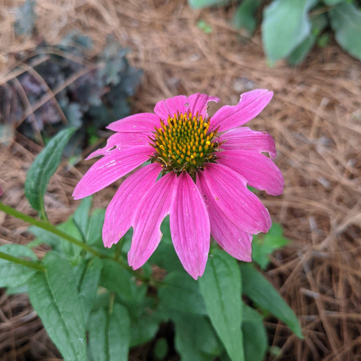 Echinacea 'Adam Saul' PP21023 ~ Crazy Pink™ Echinacea-ServeScape
