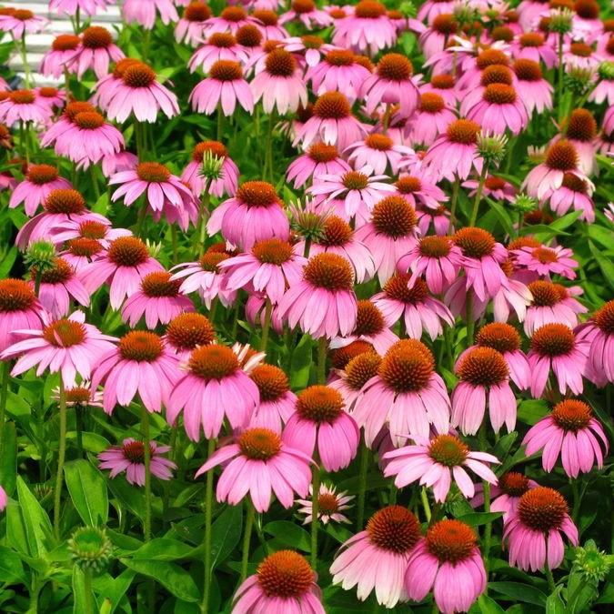 Echinacea 'Adam Saul' PP21023 ~ Crazy Pink™ Echinacea-ServeScape