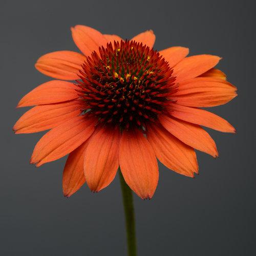 Echinacea 'Balsomenco' ~ Sombrero® Flamenco Coneflower-ServeScape
