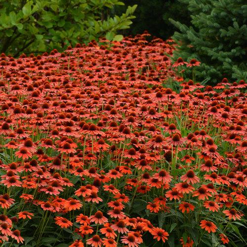 Echinacea 'Balsomenco' ~ Sombrero® Flamenco Coneflower-ServeScape