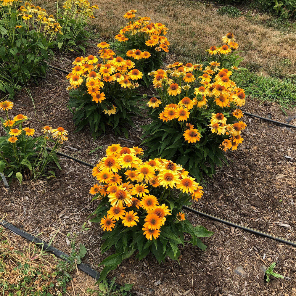 Echinacea 'Balsomold' ~ Sombrero® Granada Gold Coneflower-ServeScape