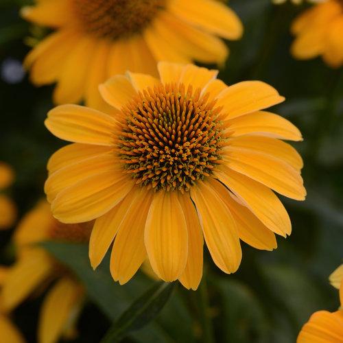 Echinacea 'Balsomold' ~ Sombrero® Granada Gold Coneflower-ServeScape