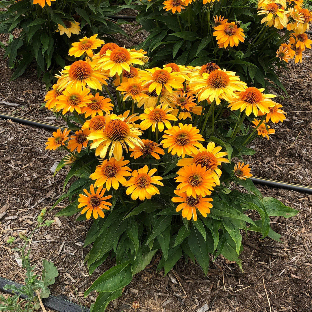 Echinacea 'Balsomold' ~ Sombrero® Granada Gold Coneflower-ServeScape