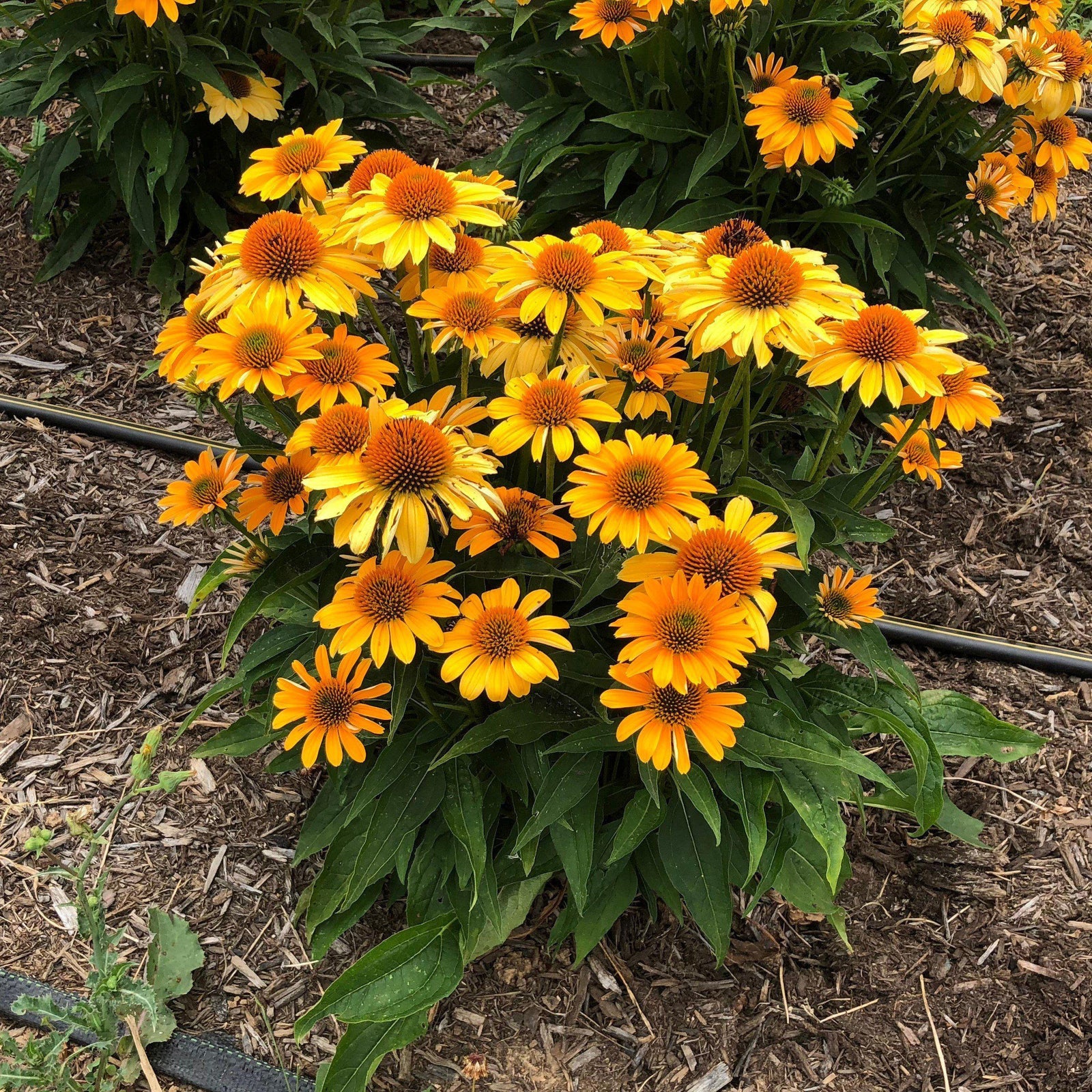 Echinacea 'Balsomold' ~ Sombrero® Granada Gold Coneflower-ServeScape