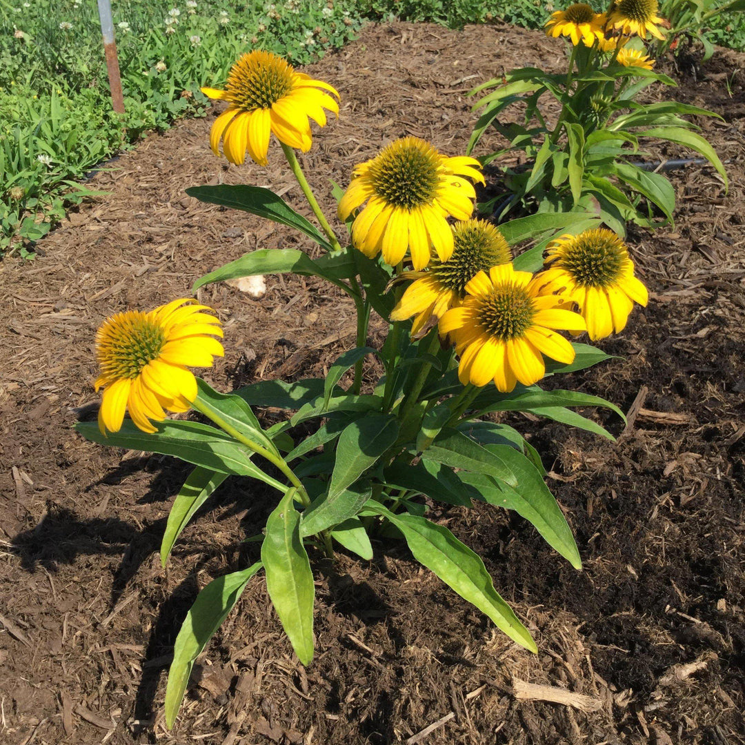 Echinacea 'Balsompocel' ~ Sombrero® Poco Yellow Coneflower-ServeScape