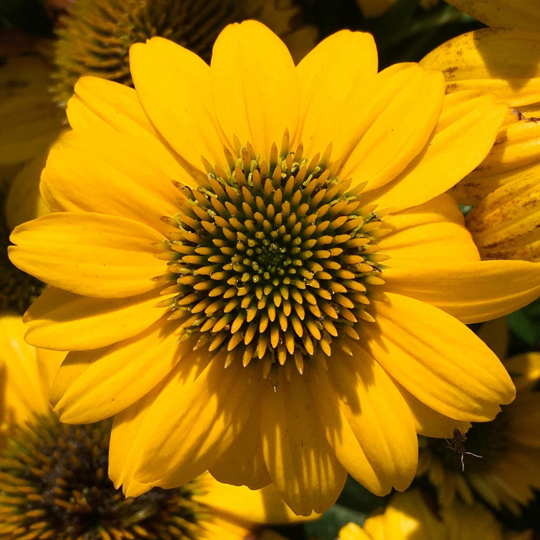 Echinacea 'Balsompocel' ~ Sombrero® Poco Yellow Coneflower-ServeScape