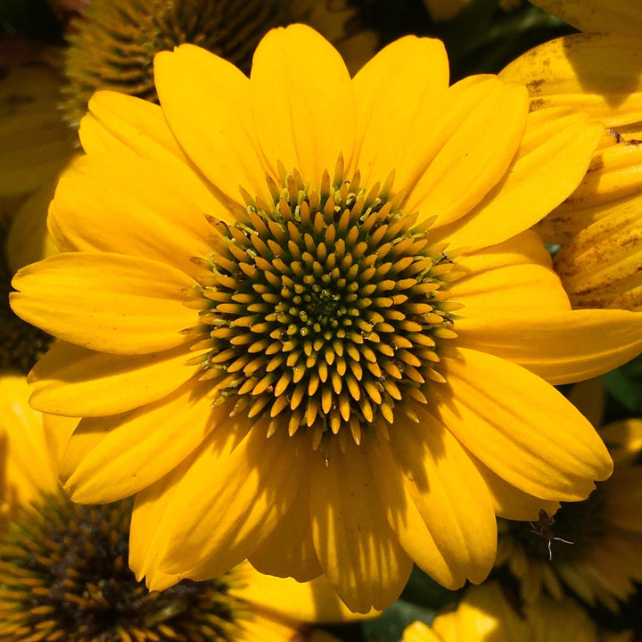 Echinacea 'Balsompocel' ~ Sombrero® Poco Yellow Coneflower-ServeScape