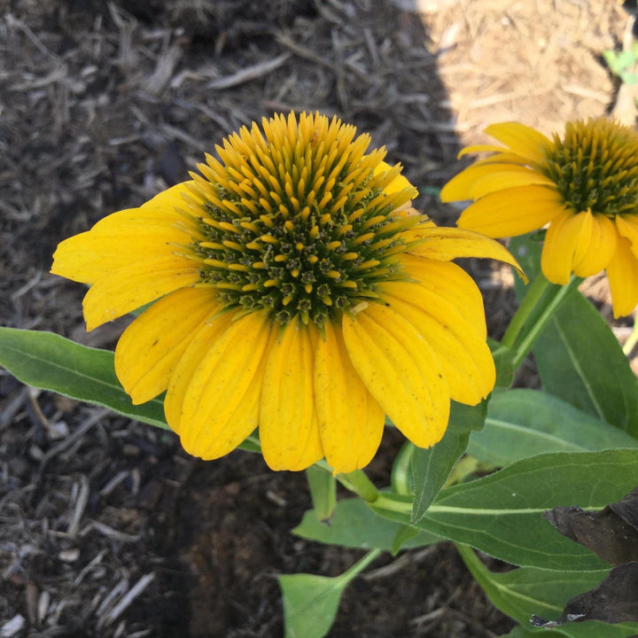 Echinacea 'Balsompocel' ~ Sombrero® Poco Yellow Coneflower-ServeScape