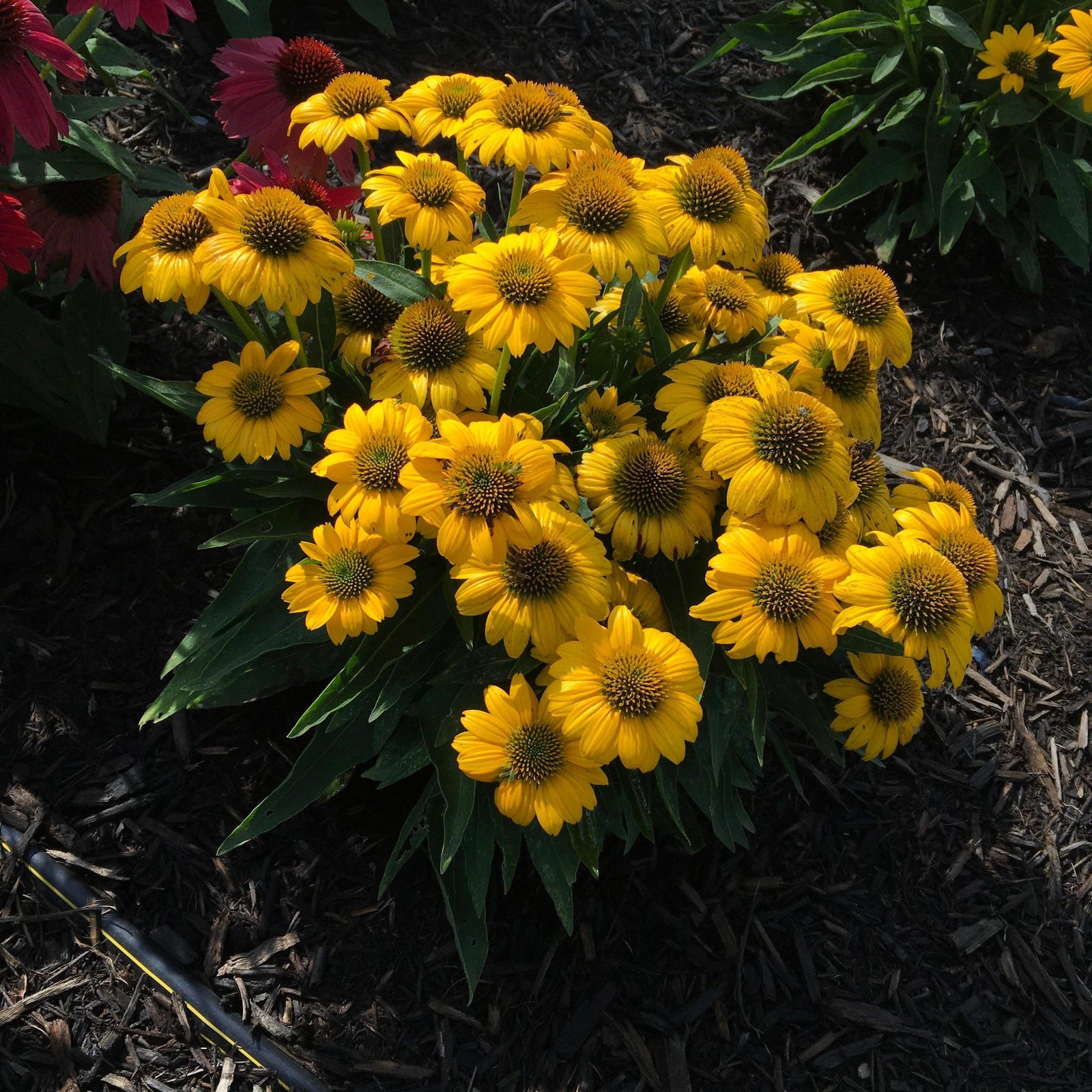 Echinacea 'Balsompocel' ~ Sombrero® Poco Yellow Coneflower-ServeScape